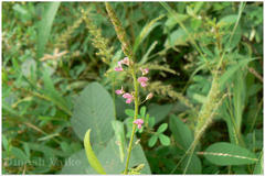 Desmodium dichotomum